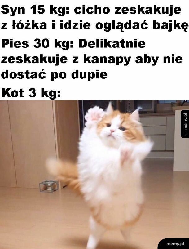 Kot