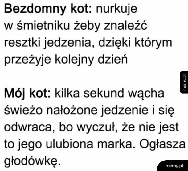 Koty
