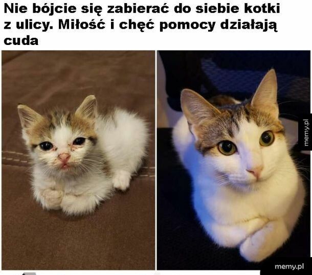 Bezdomniaczki