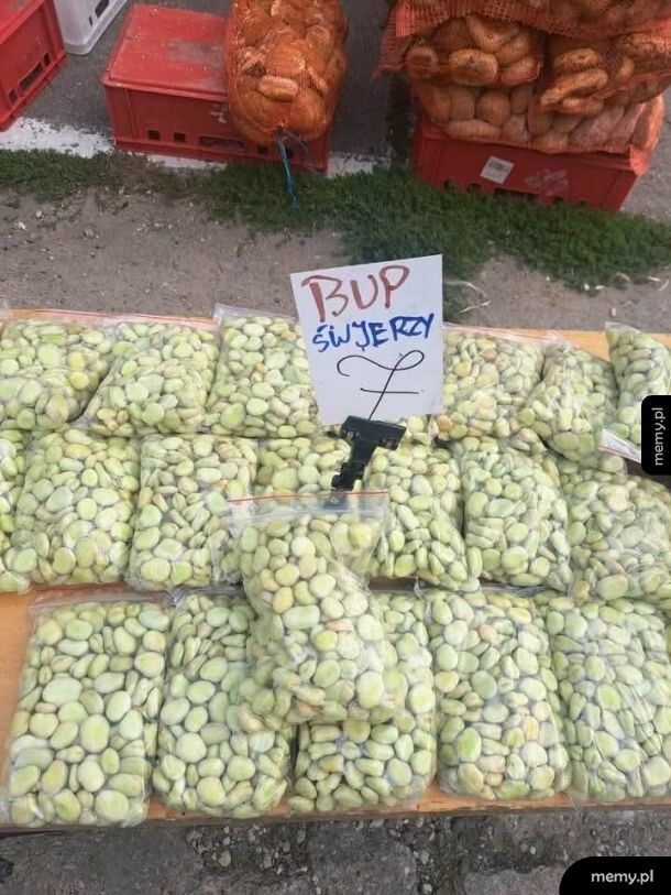 Bup śwjerzy