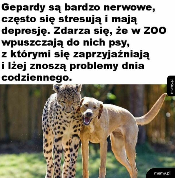 Kochane pieski
