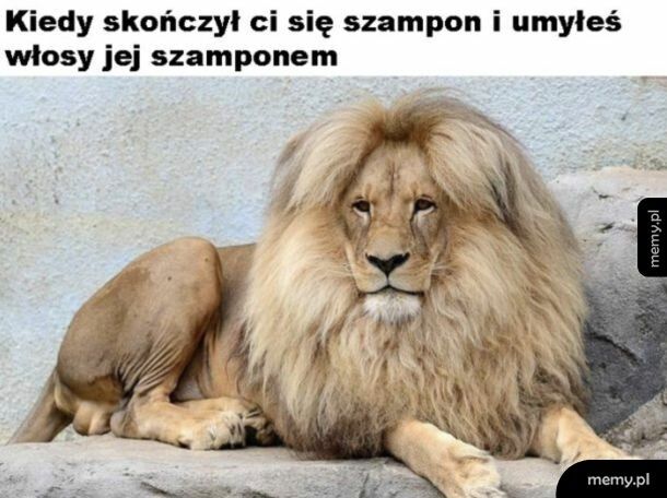 Bujna czupryna