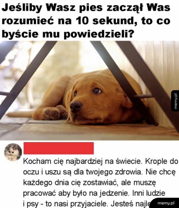 Więź z psem