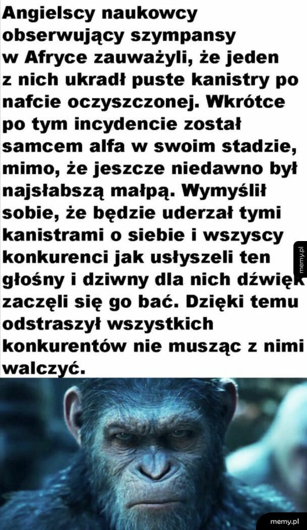 Cwany małpiszon