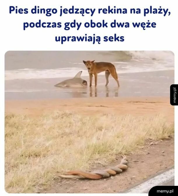 Zwyczajny dzień w Australii.