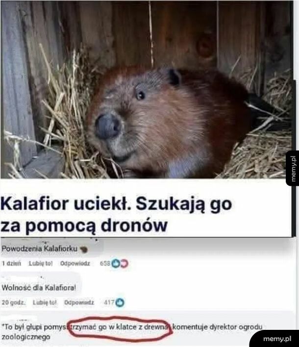 Wolność dla Kalafiora