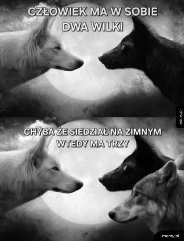 Mnożą się