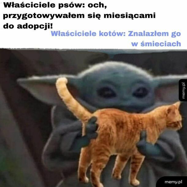 Kotek
