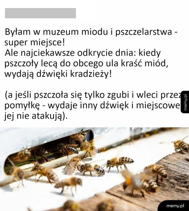 Honorowo