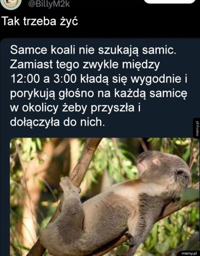 Cwane miśki