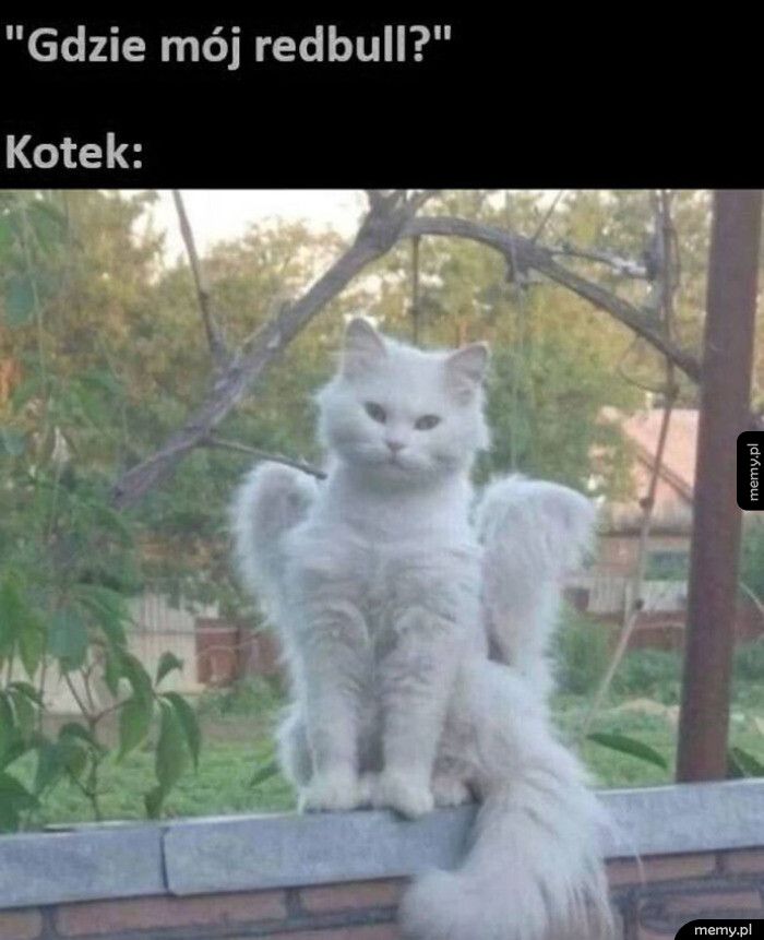 Koteczek