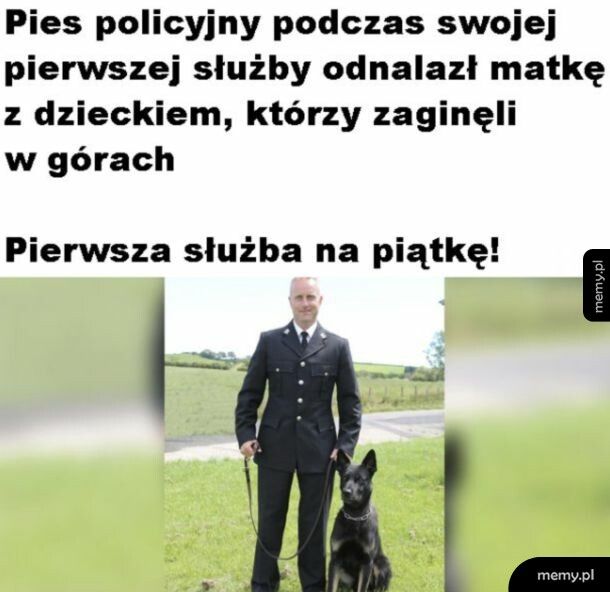 Pieseł zasłużył na pochwałę
