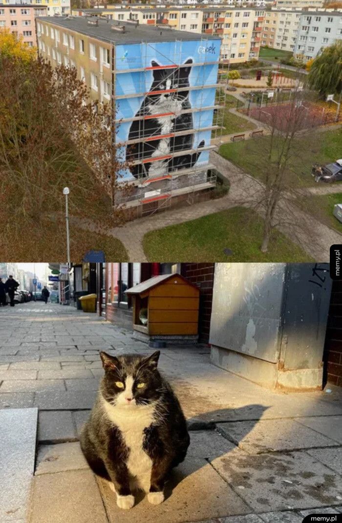 W Szczecinie słynny kot Gacek został uhonorowany własnym muralem