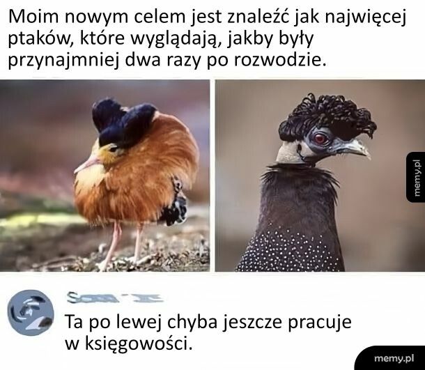 Rozwodnice