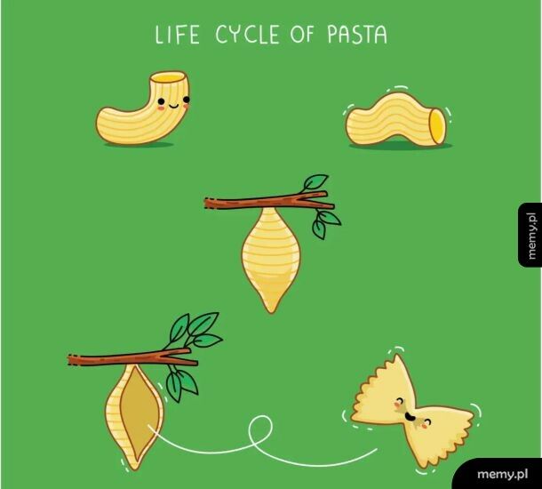 Cykl życia makaronu