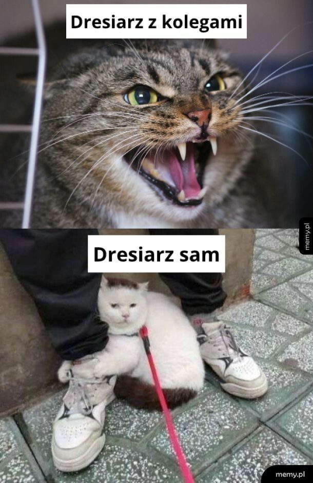Dresiarz