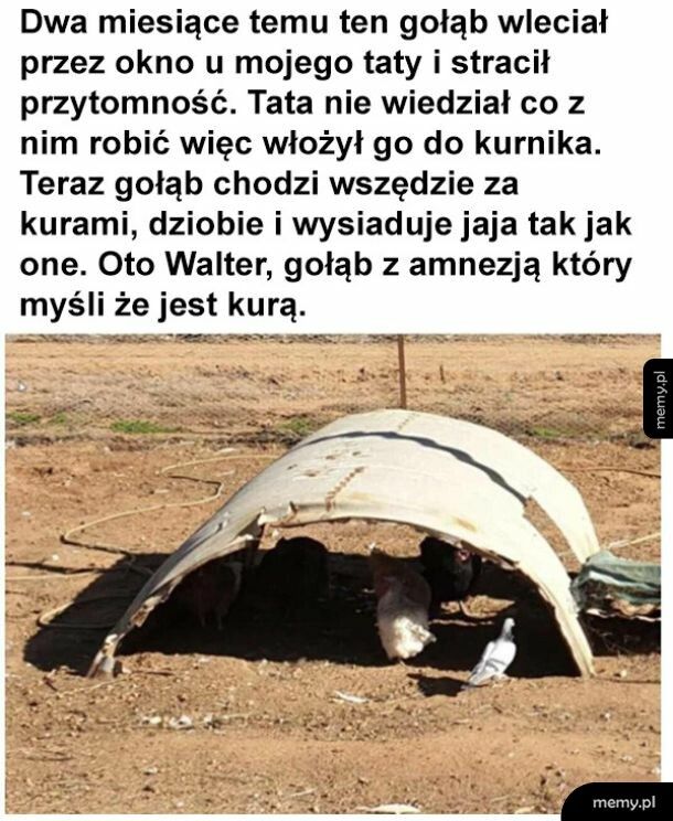 Chłop myśli, że jest kurą