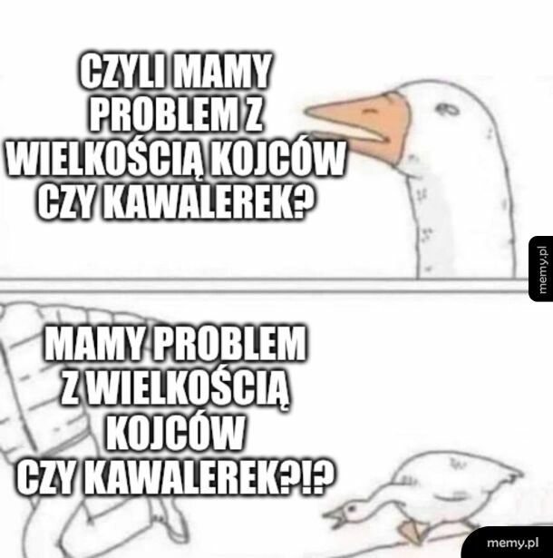 "Absurdem są kojce dla psów  wielkości miejskiej kawalerki" ?