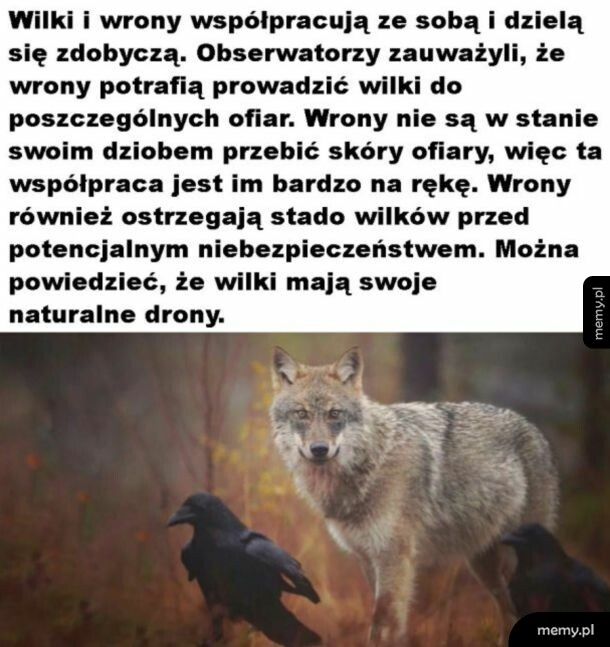 Międzygatunkowa wsp&oacute;łpraca