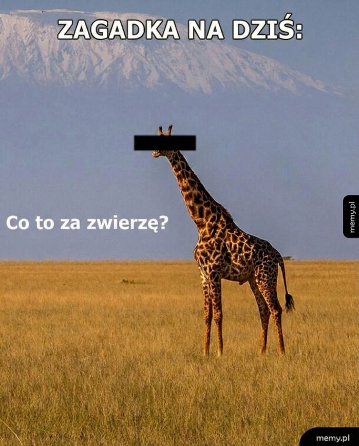 Nie zgadniesz na bank