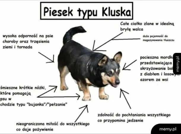 Piesek typu kluska