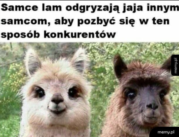 Ciekawostka