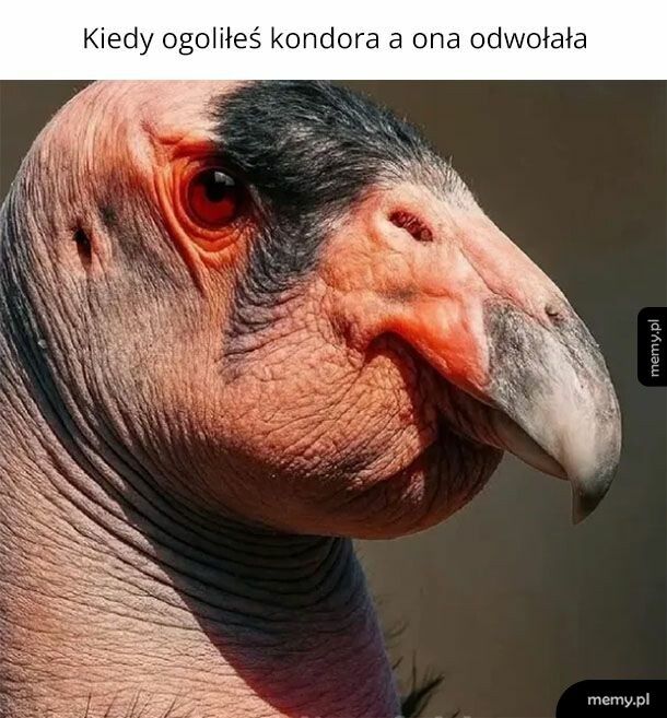 Kondor smutny