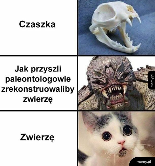 Zwierzę