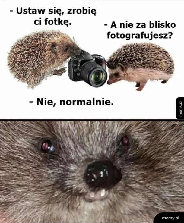 Mem: Fotka