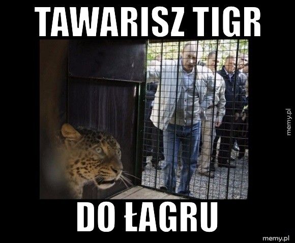 Tawarisz Tigr Do łagru   