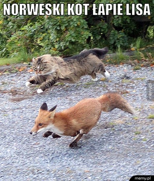  Norweski kot łapie lisa 
