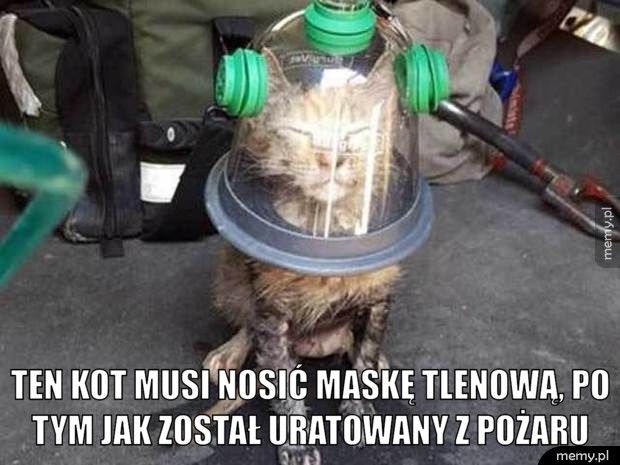                                Ten kot musi nosić maskę tlenową, po tym jak został uratowany z 