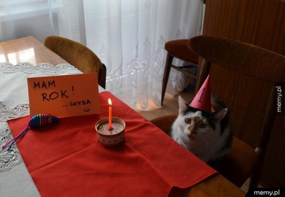 Urodziny koteła
