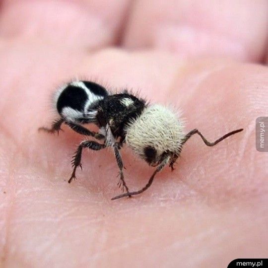 Trochę panda, trochę mrówka