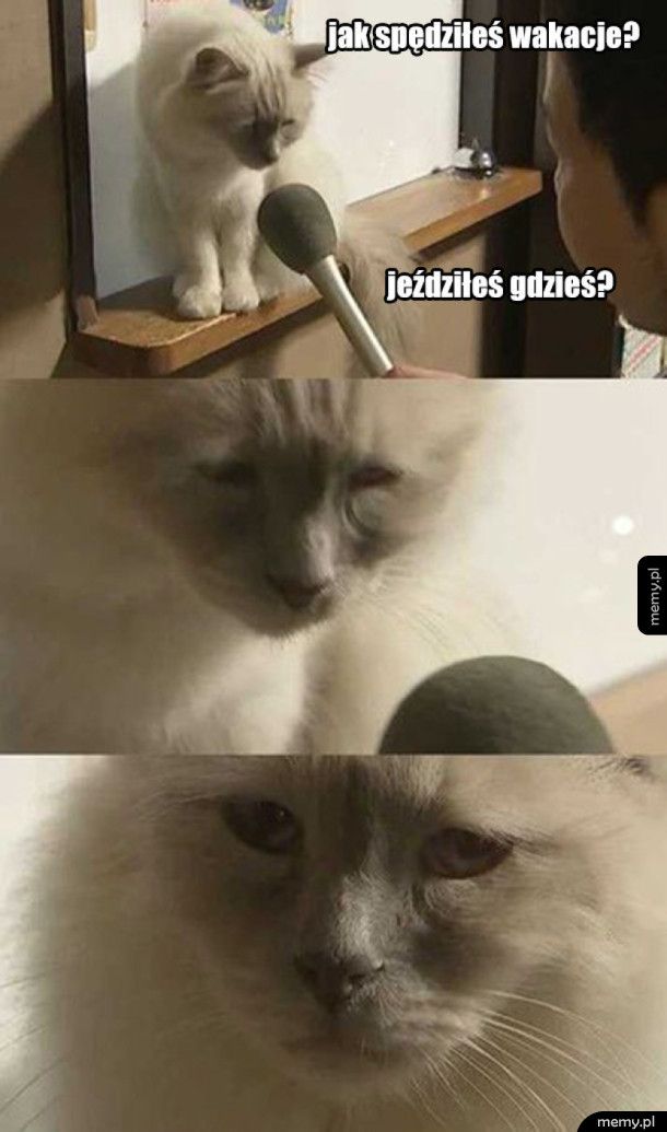 Smutny koteł