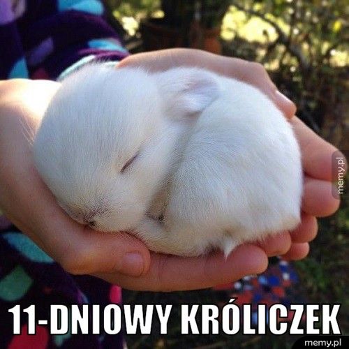 11-dniowy króliczek