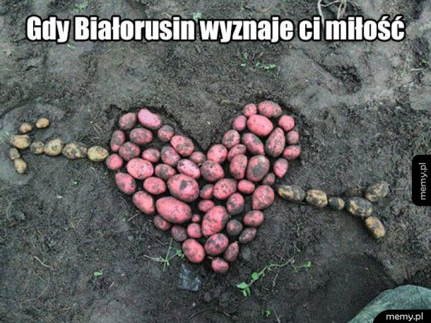Kartoflana miłość