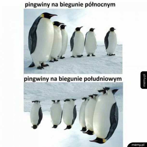 Pingwiny na biegunie północnym i na biegunie południowym