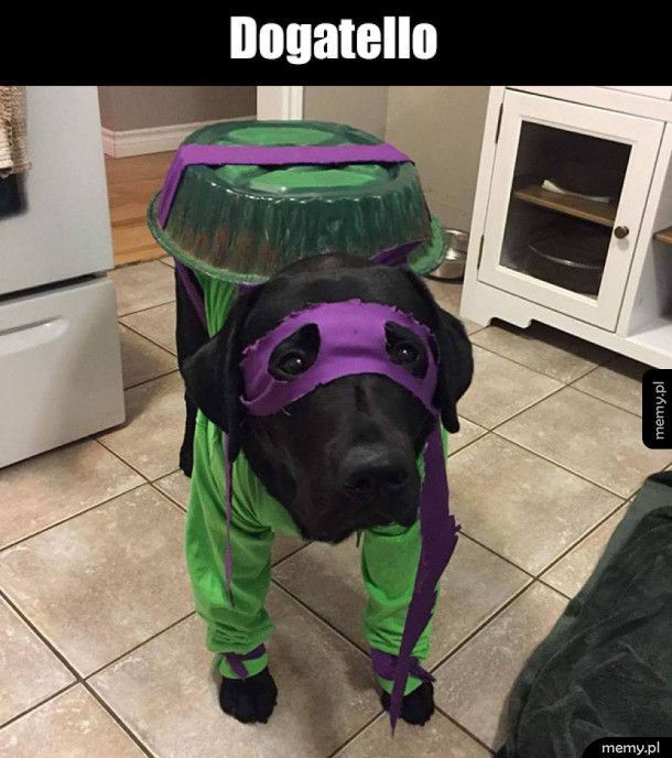 Wojowniczy pies ninja