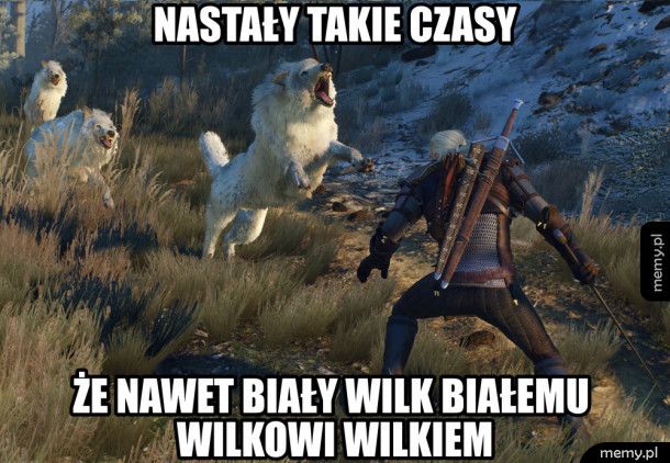 Biały wilk