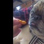 Nom nom nom nom