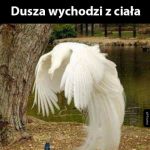 Niesamowicie rzadki widok