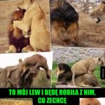 M&oacute;j lew