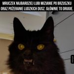 Mruczek
