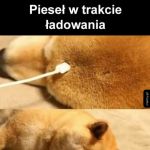 Ładowanie Pieseła