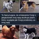 Corgi