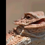 Hehehe