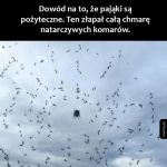Pajączki