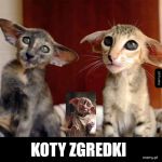 Zgredek