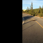 B&oacute;br niosący gałąź